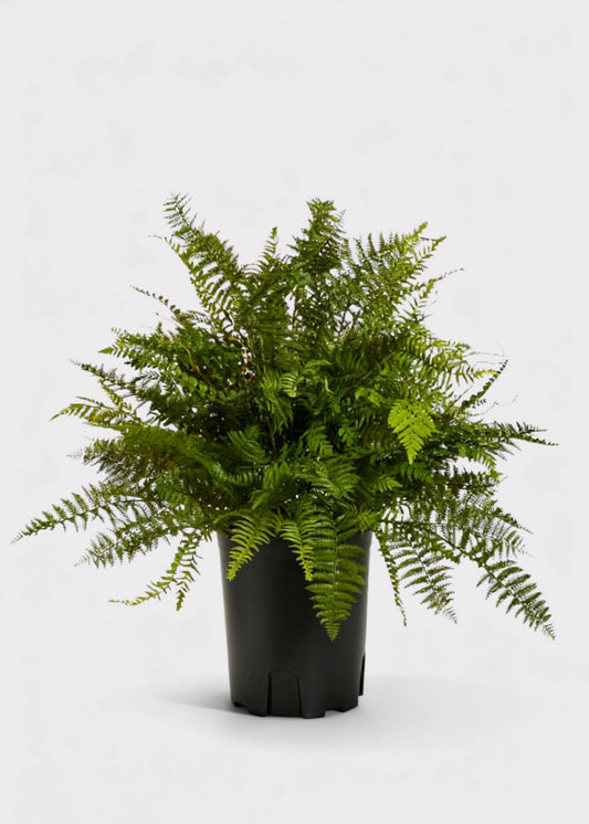 Fake Potted Fern Plant in Pot - 36"