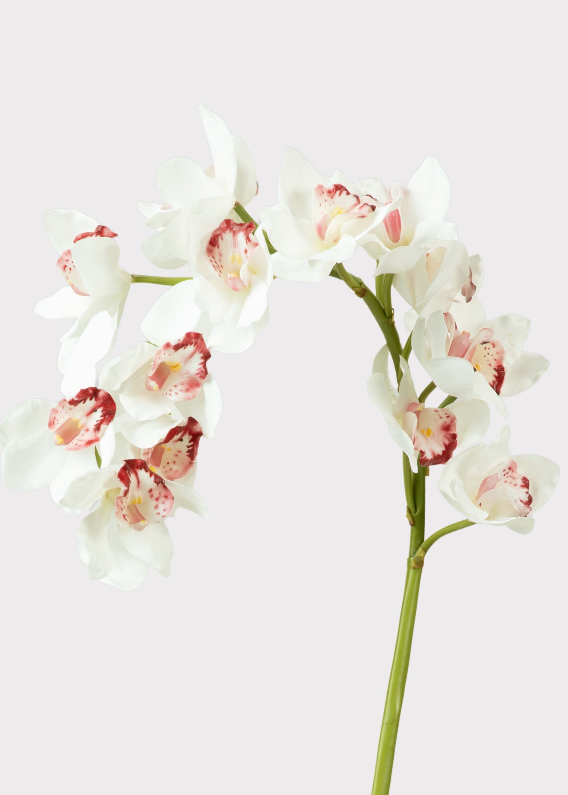 Large Natural Touch Cymbidium Orchid in White - 45"