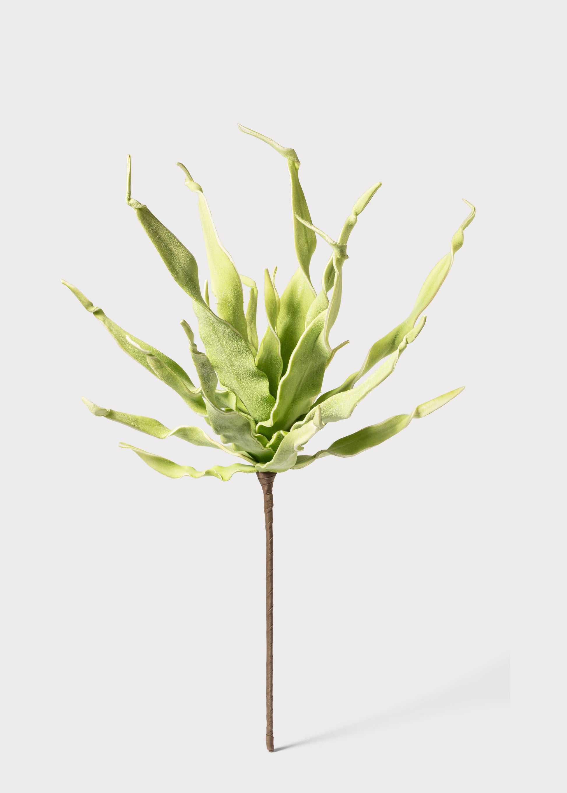 Fake Desert Succulent Spiral Dracaena Plant - 30"