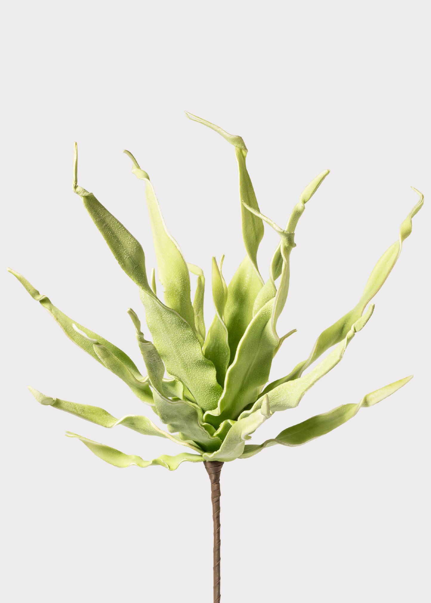 Fake Desert Succulent Spiral Dracaena Plant - 30"