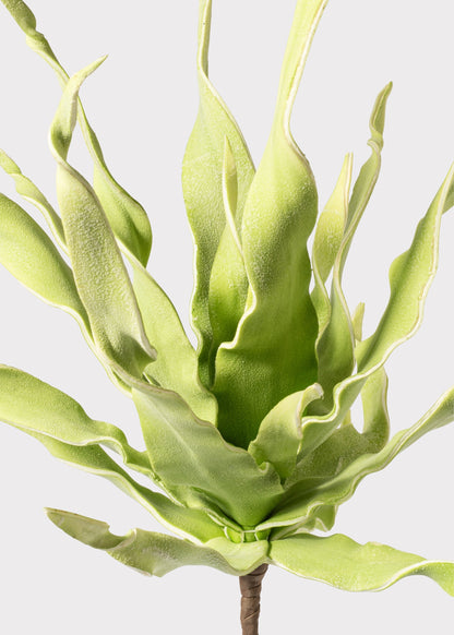 Fake Desert Succulent Spiral Dracaena Plant - 30"