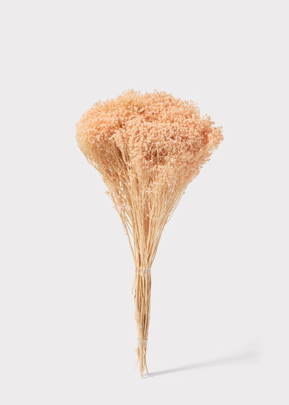 Dried Gypsy Broom Bloom Flowers in Peach Pink - 4 oz Bunch