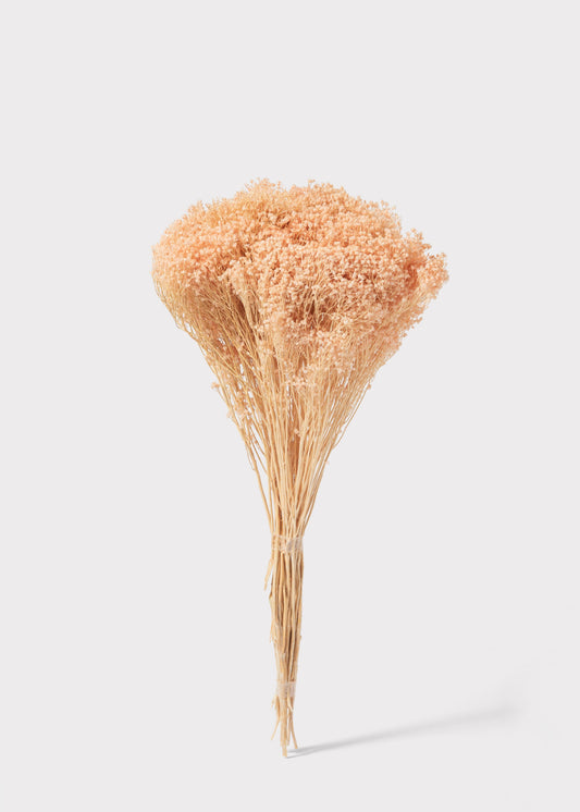 Dried Gypsy Broom Bloom Flowers in Peach Pink - 4 oz Bunch