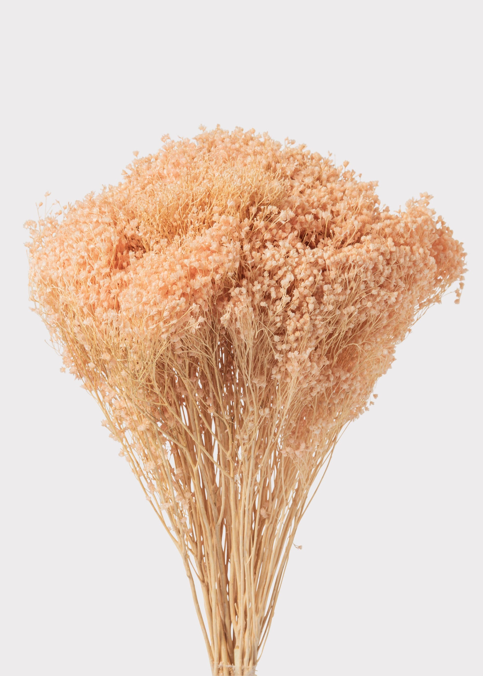 Dried Gypsy Broom Bloom Flowers in Peach Pink - 4 oz Bunch