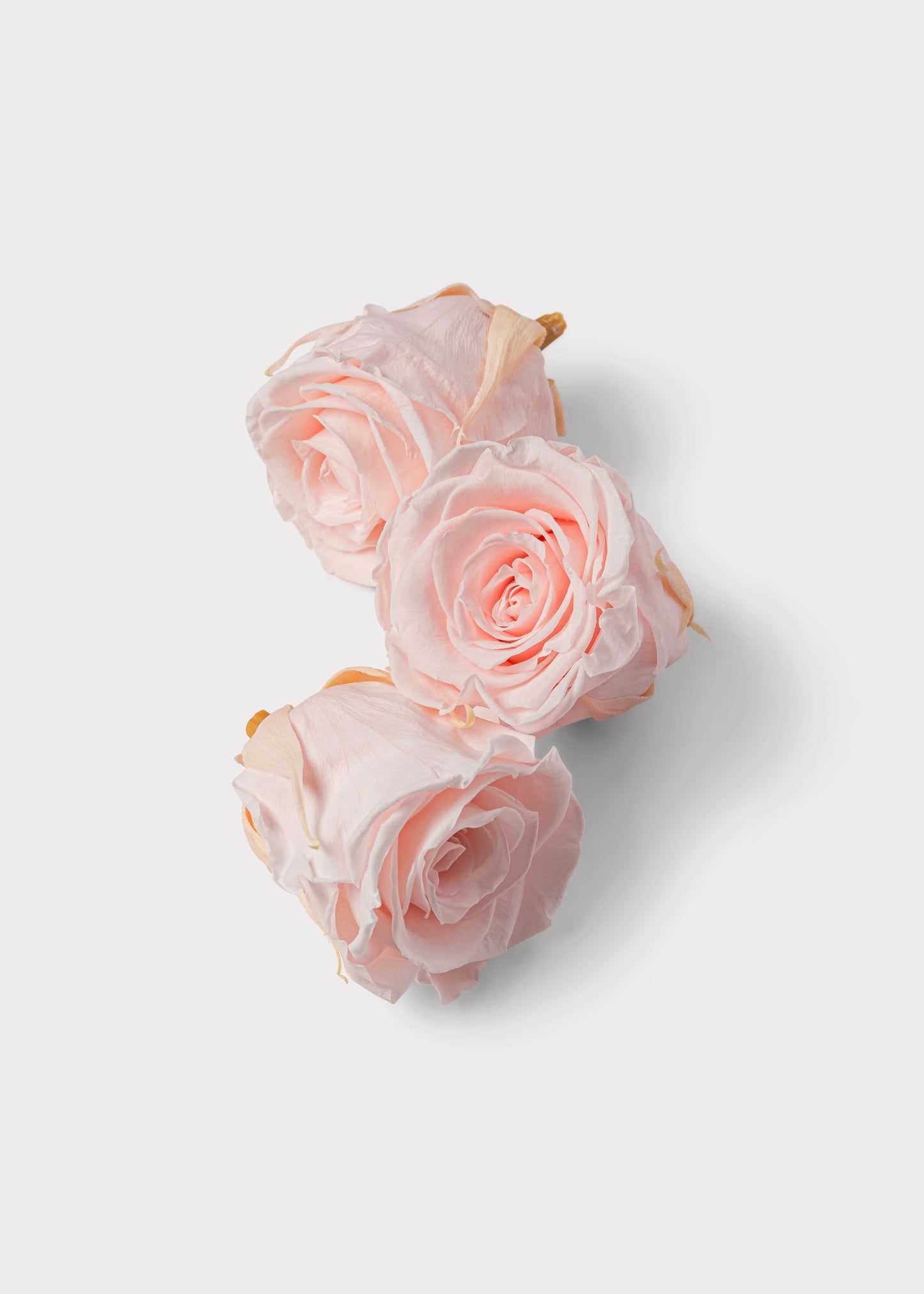 Box of 8 Pink Beige Preserved Rose Heads - 1.75-2" Wide