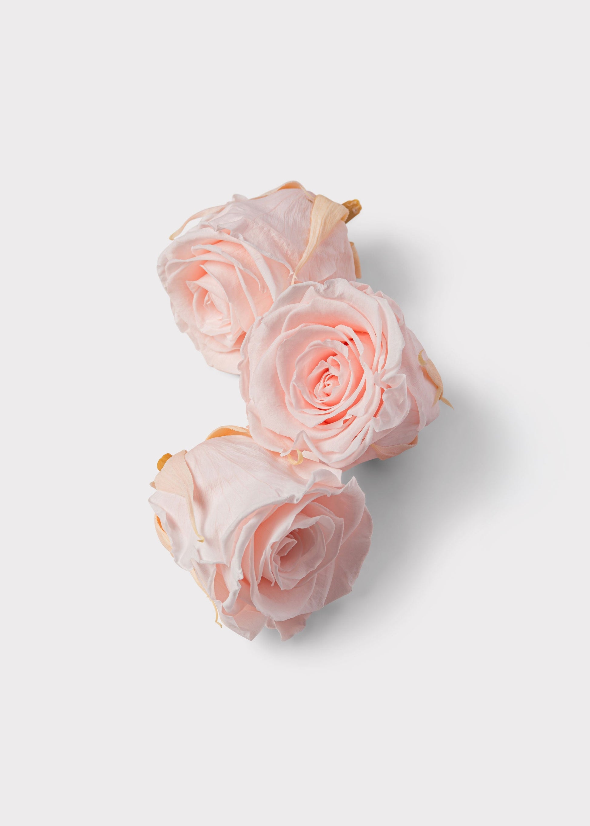 Box of 8 Pink Beige Preserved Rose Heads - 1.75-2" Wide