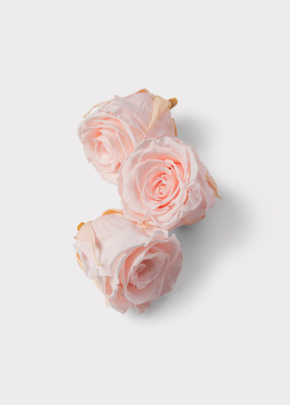 Box of 8 Pink Beige Preserved Rose Heads - 1.75-2" Wide