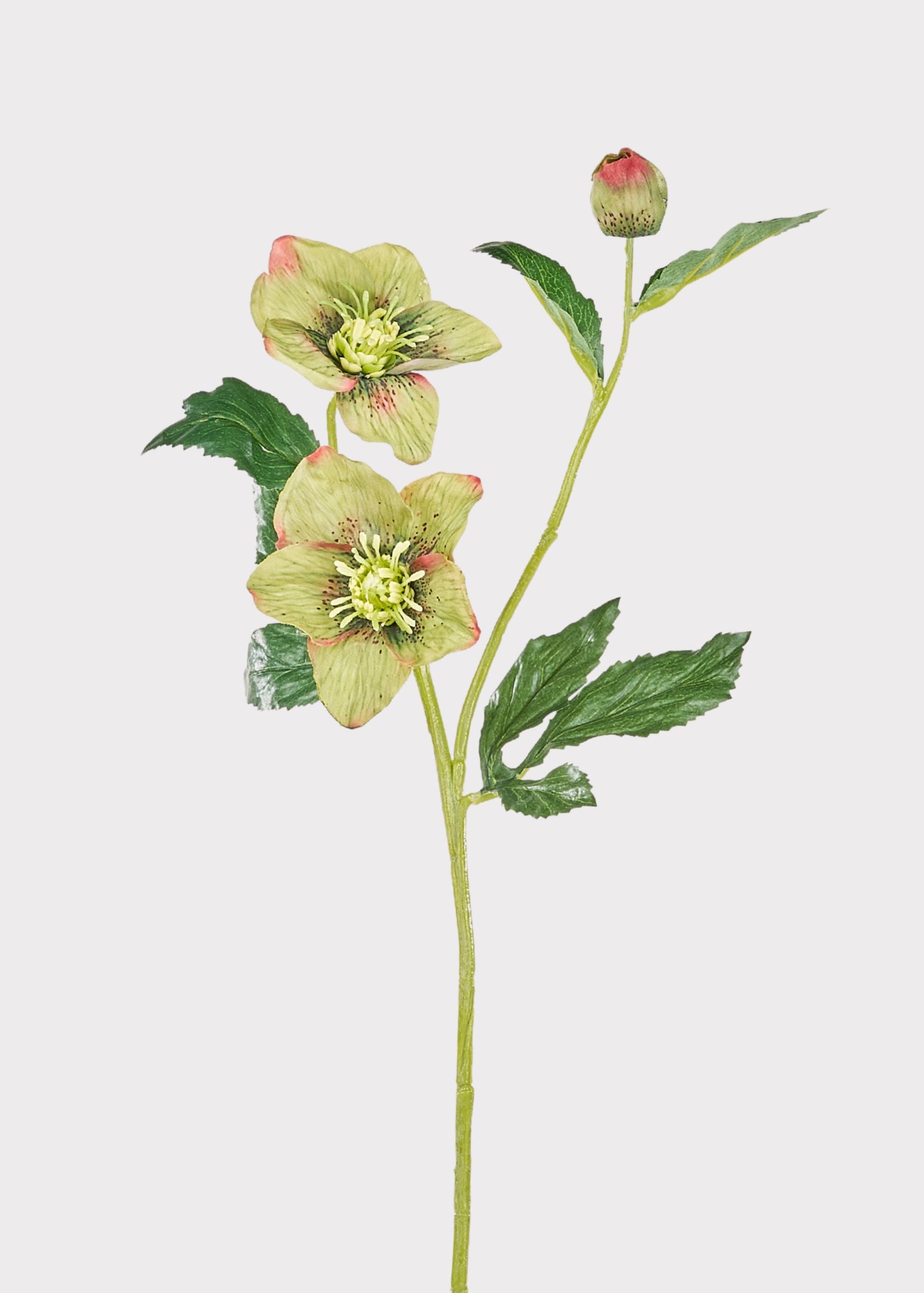 Green Burgundy Artificial Helleborus Flower - 22"
