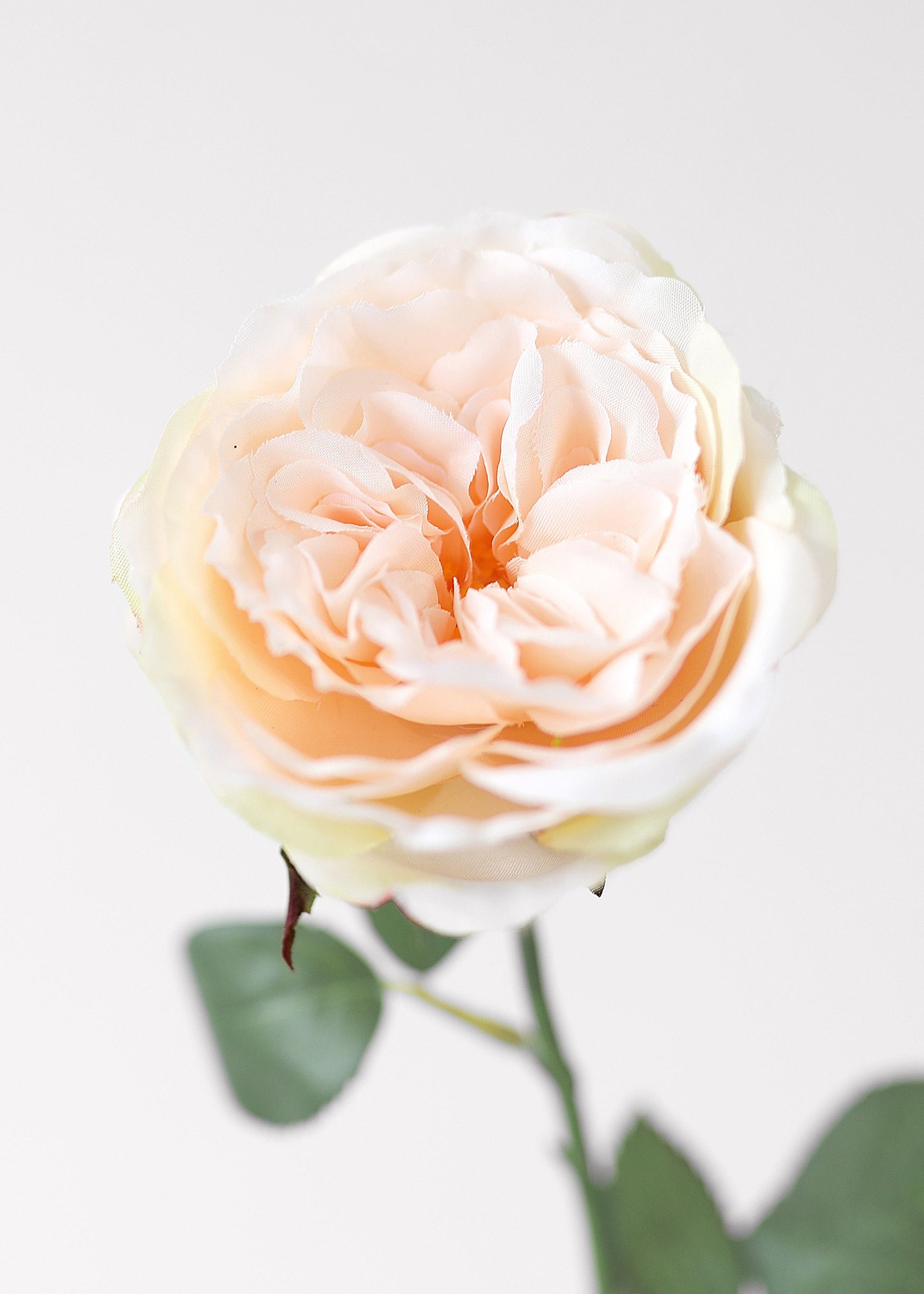 Fake English Cabbage Rose in Pink Apricot - 20.5"