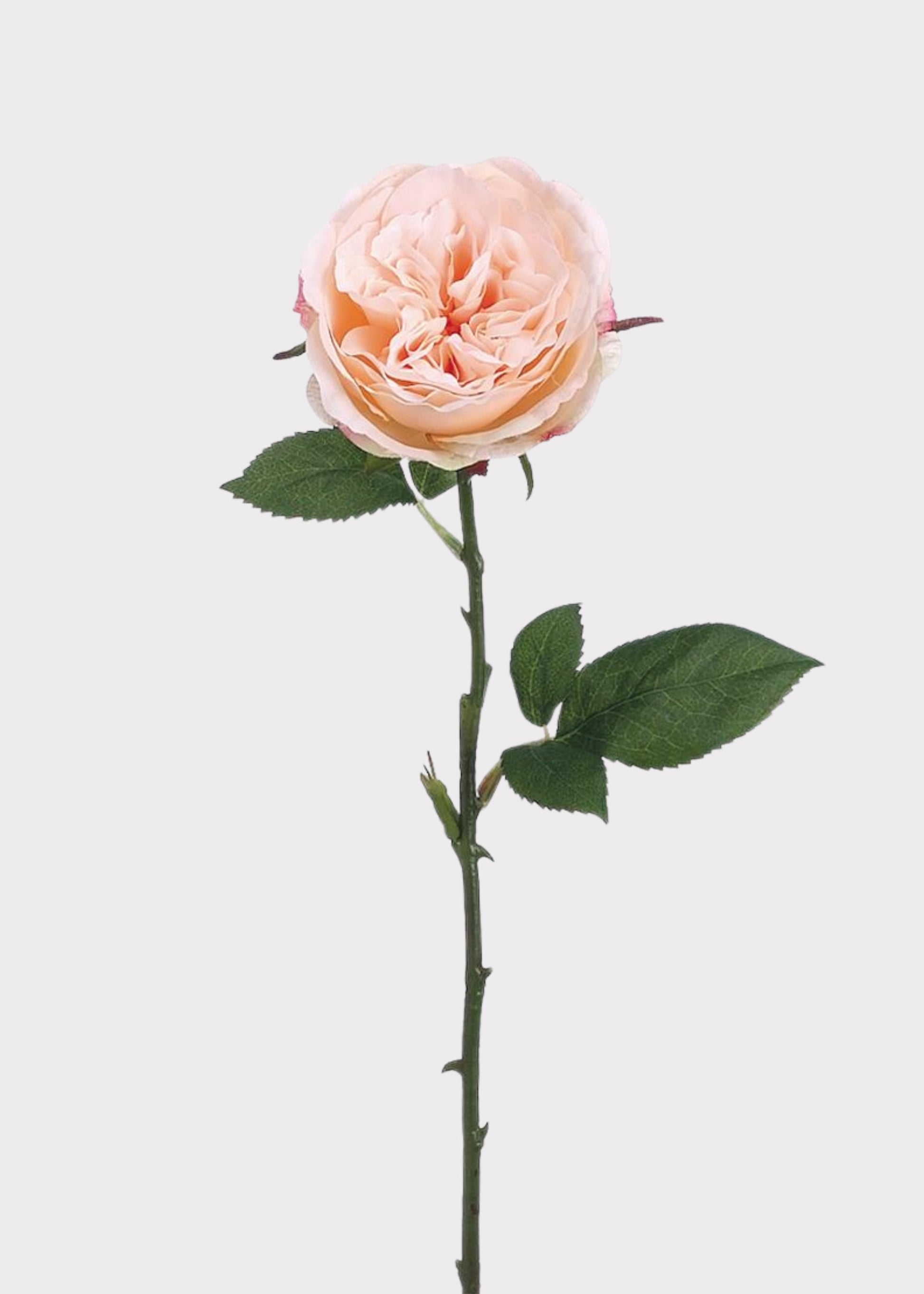 Fake English Cabbage Rose in Pink Apricot - 20.5"