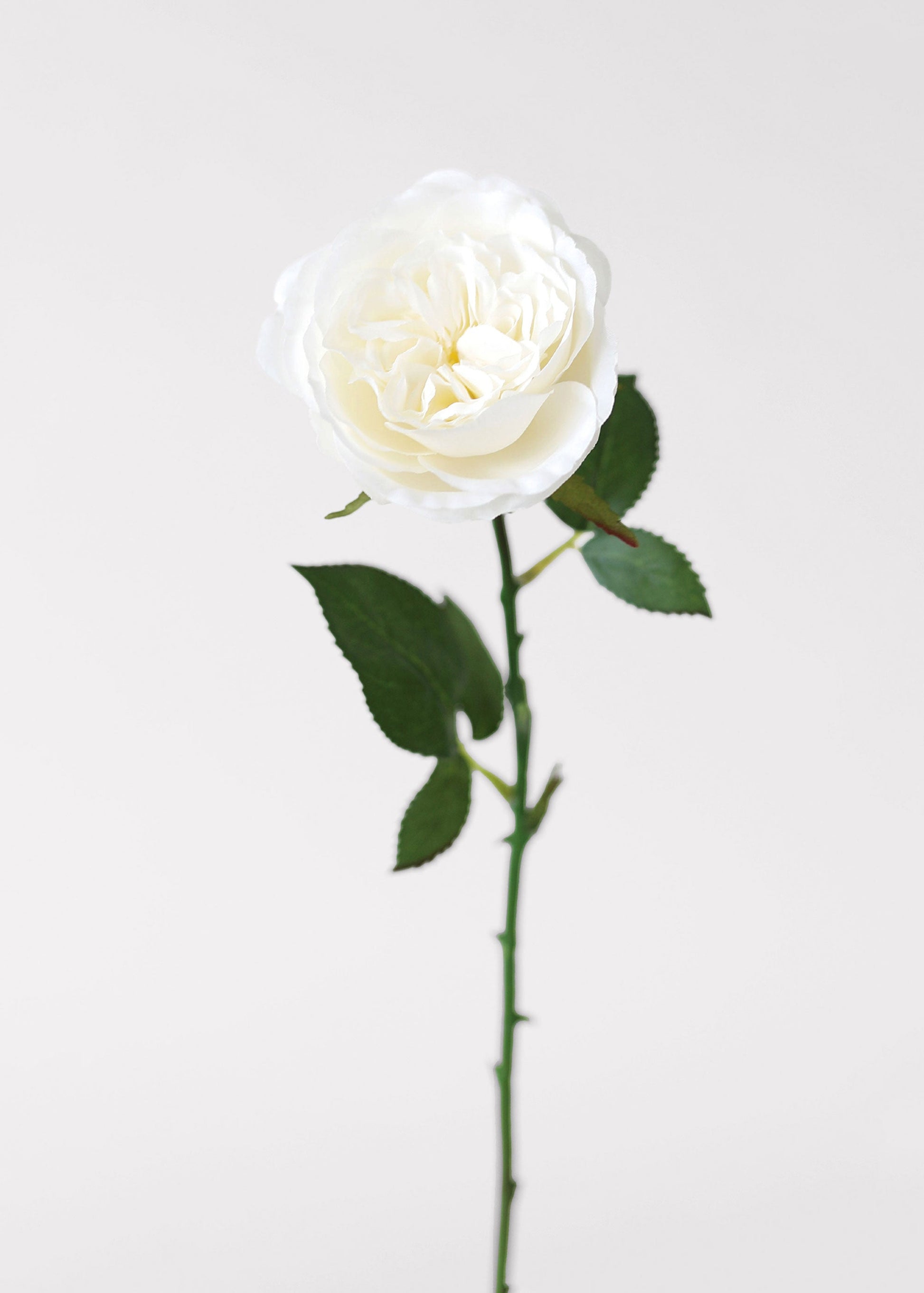 White Fake English Cabbage Rose - 20.5"