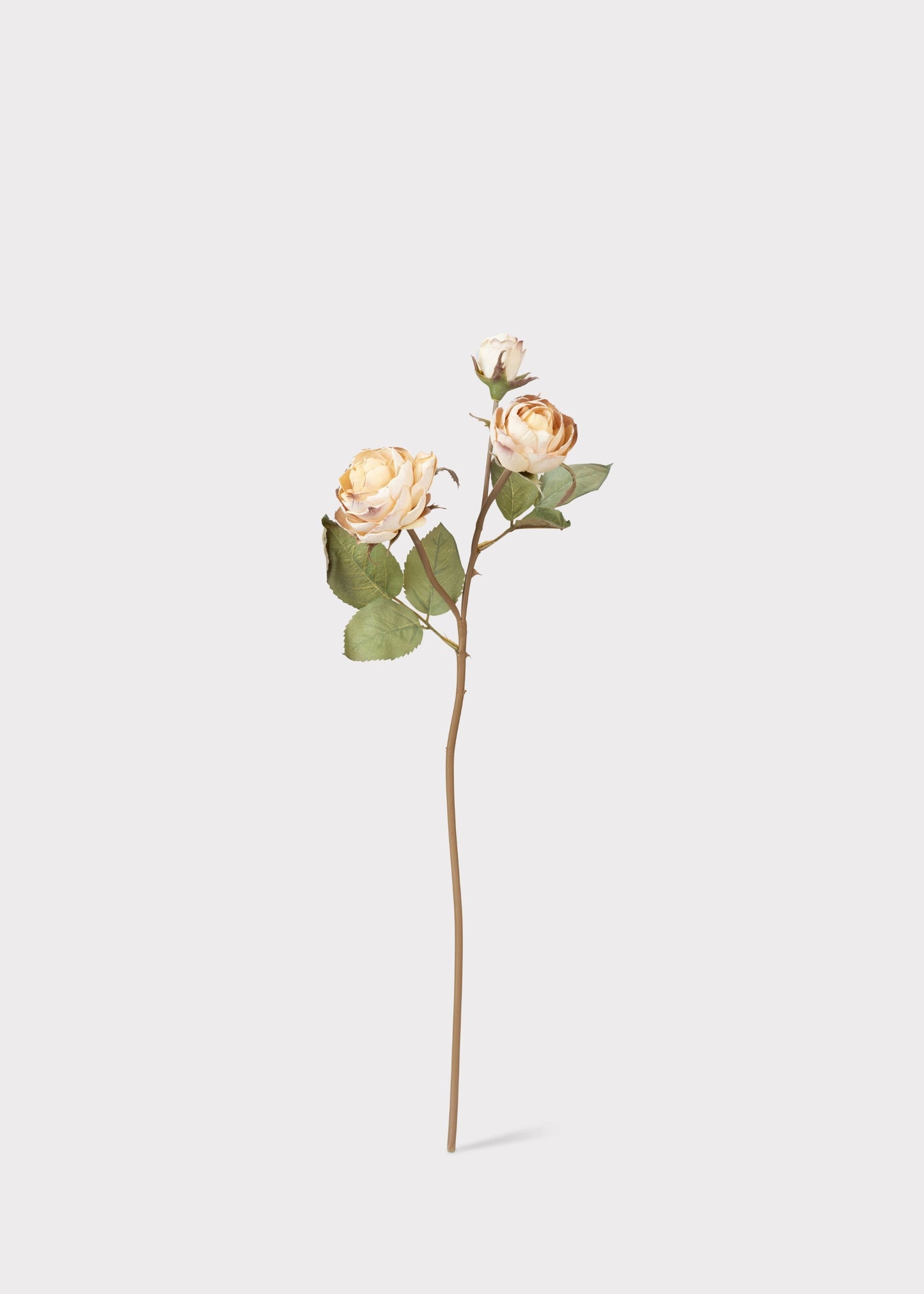 Dried Look Fake Roses in Beige - 21"