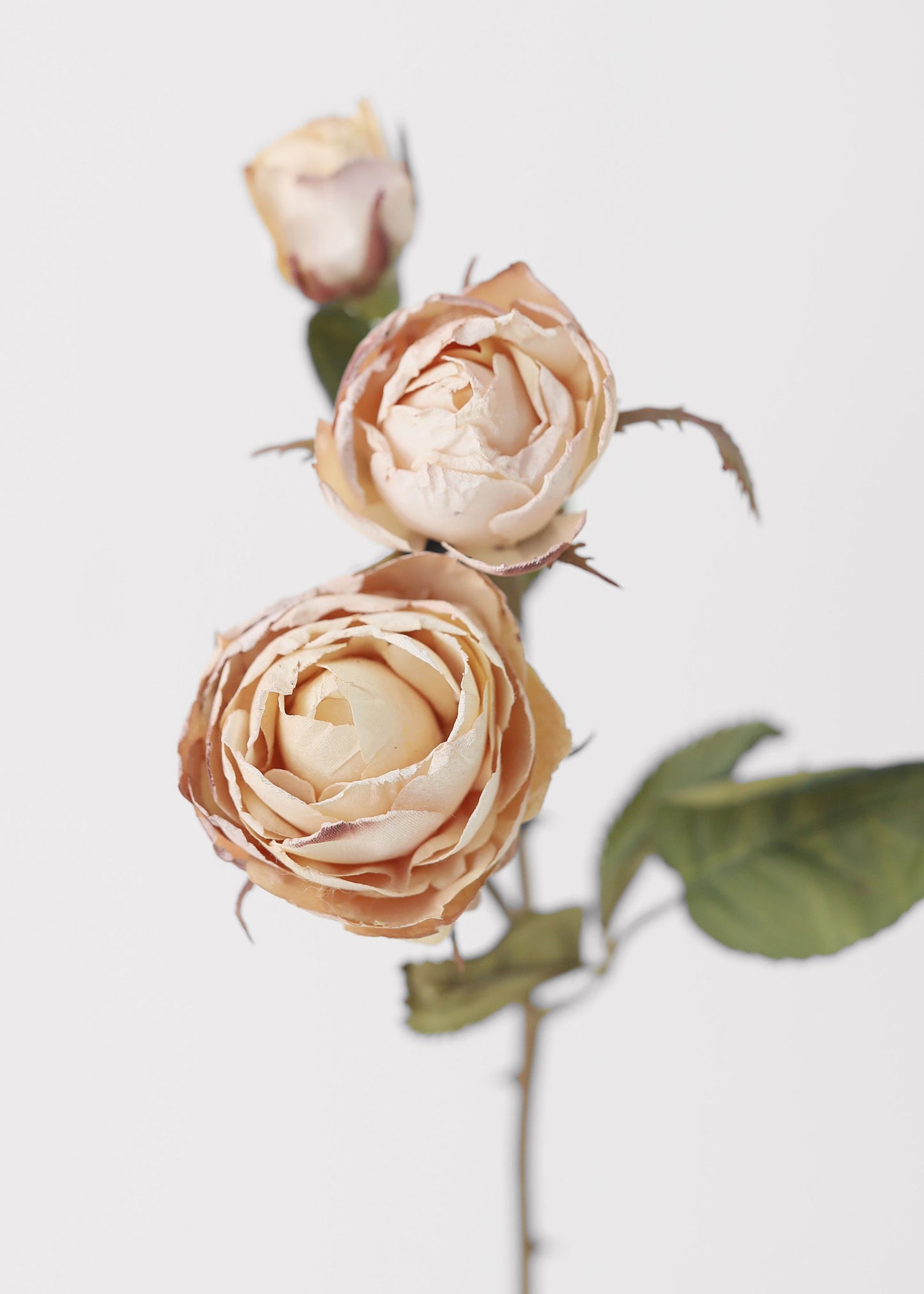 Dried Look Fake Roses in Beige - 21"