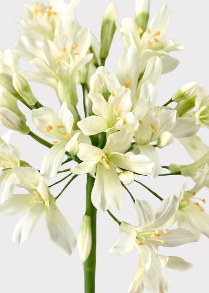Cream Green Artificial Agapanthus Flower - 35"