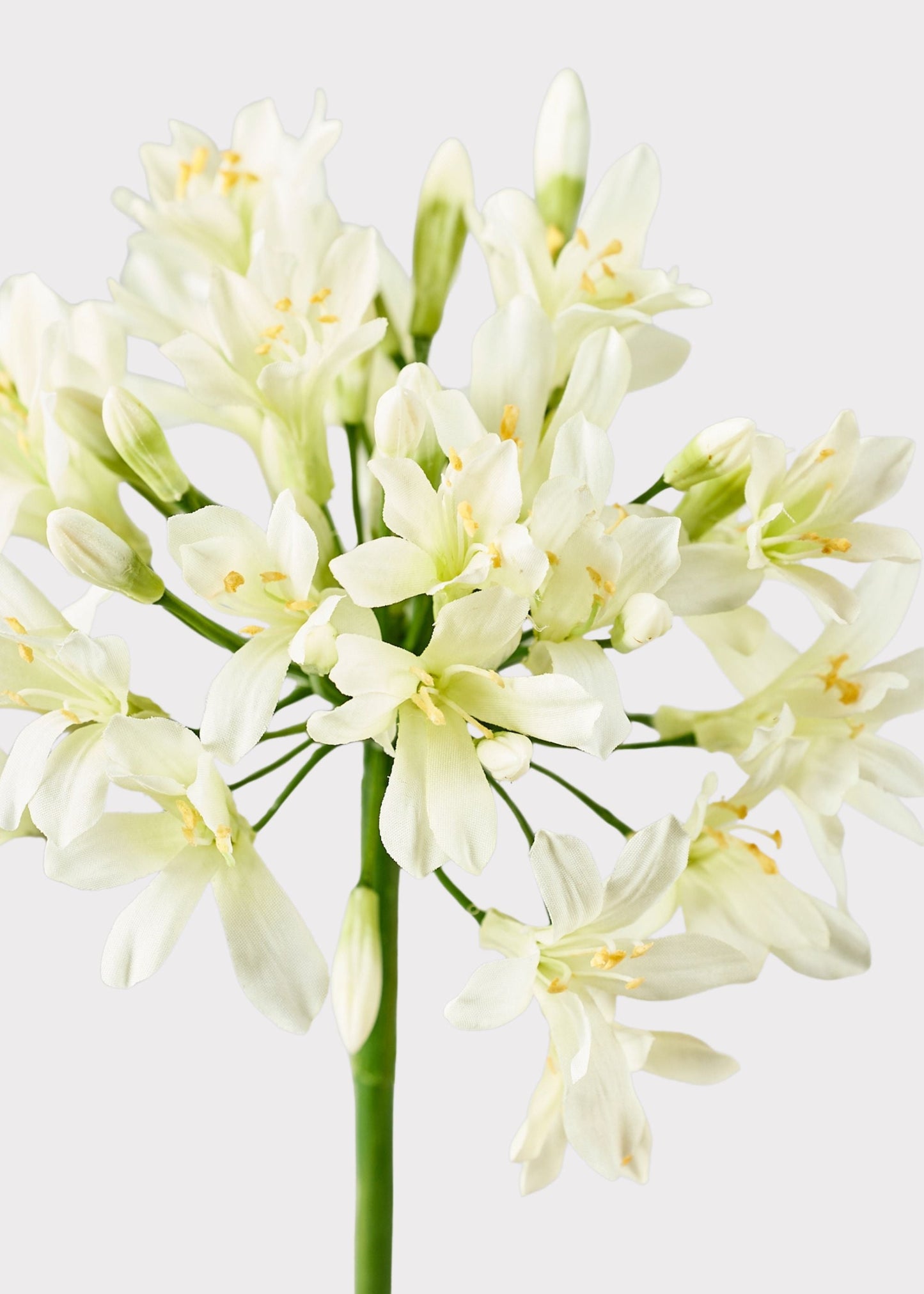 Cream Green Artificial Agapanthus Flower - 35"