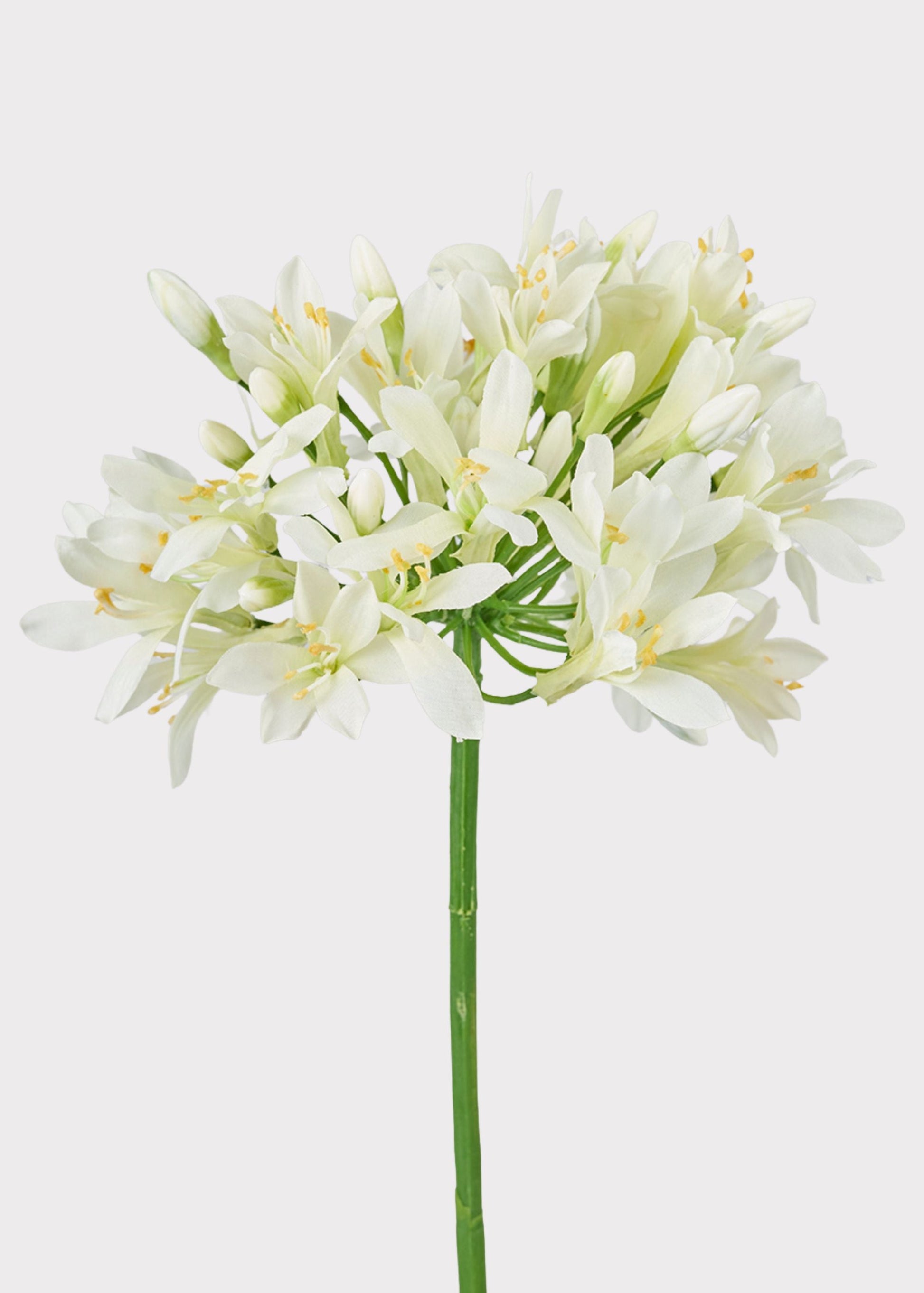 Cream Green Artificial Agapanthus Flower - 35"