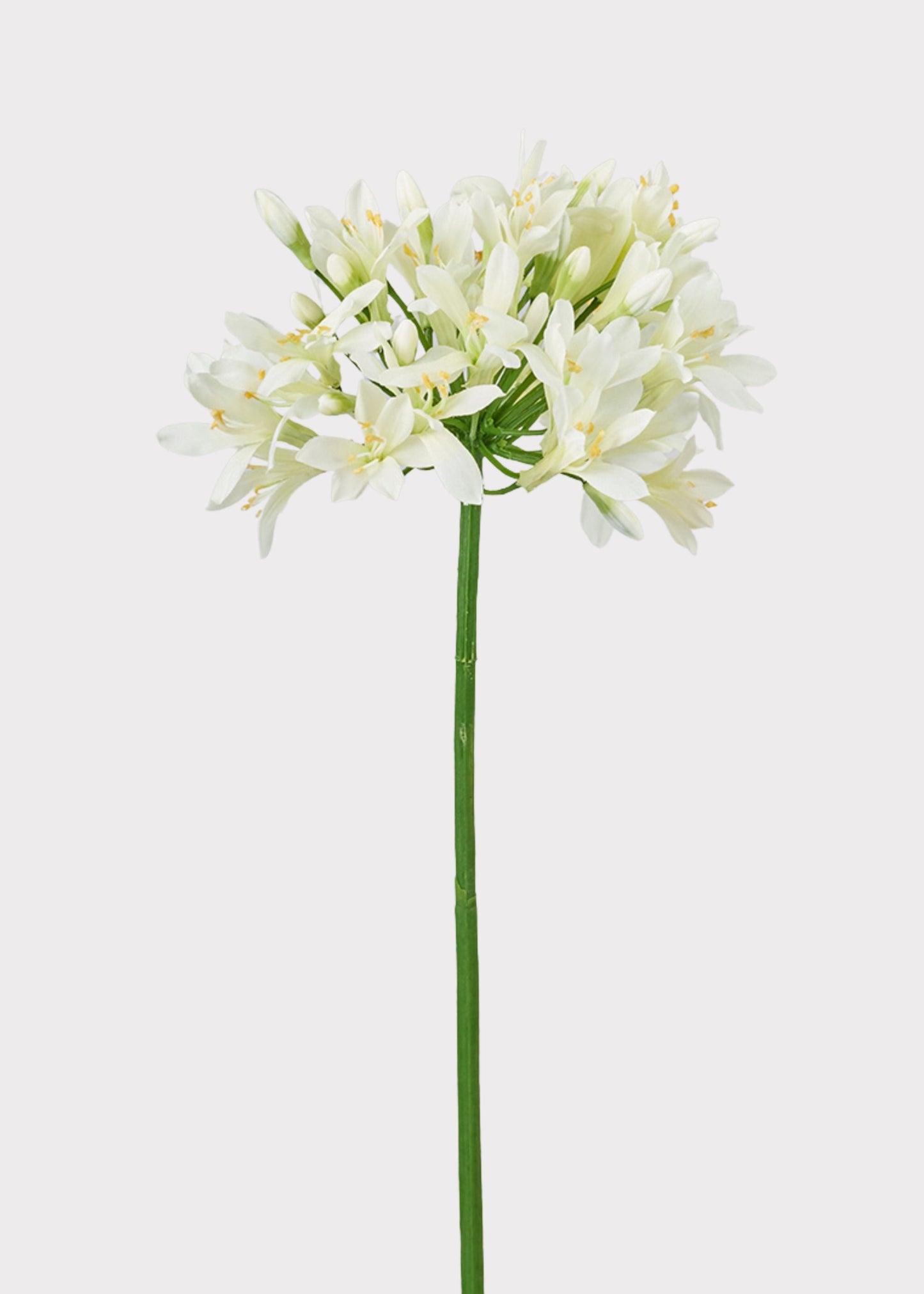 Cream Green Artificial Agapanthus Flower - 35"