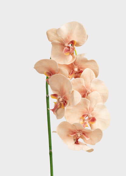 Fake Blooming Phalaenopsis Orchids in Peach Pink - 40"
