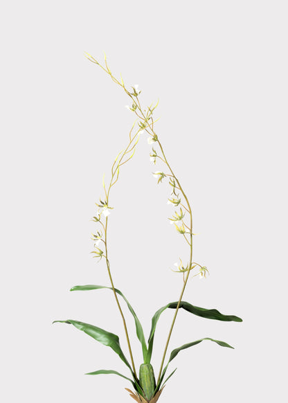 Tall Artificial Blooming Brassia Orchid Plant - 52"