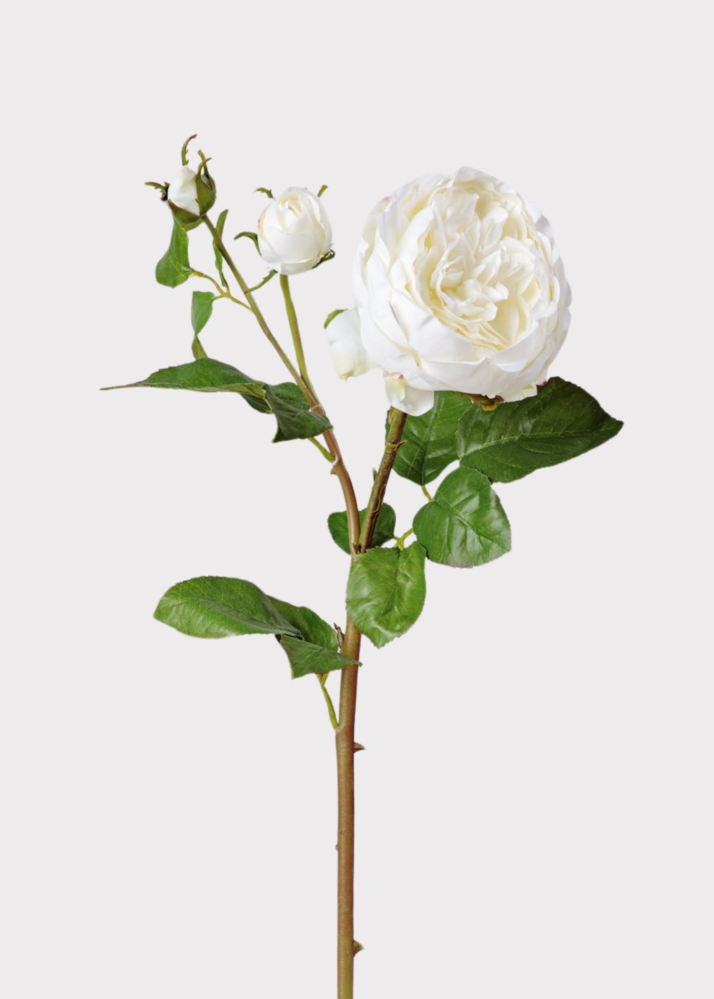 Real Touch Fake Flower English Rose with Bud - 21"