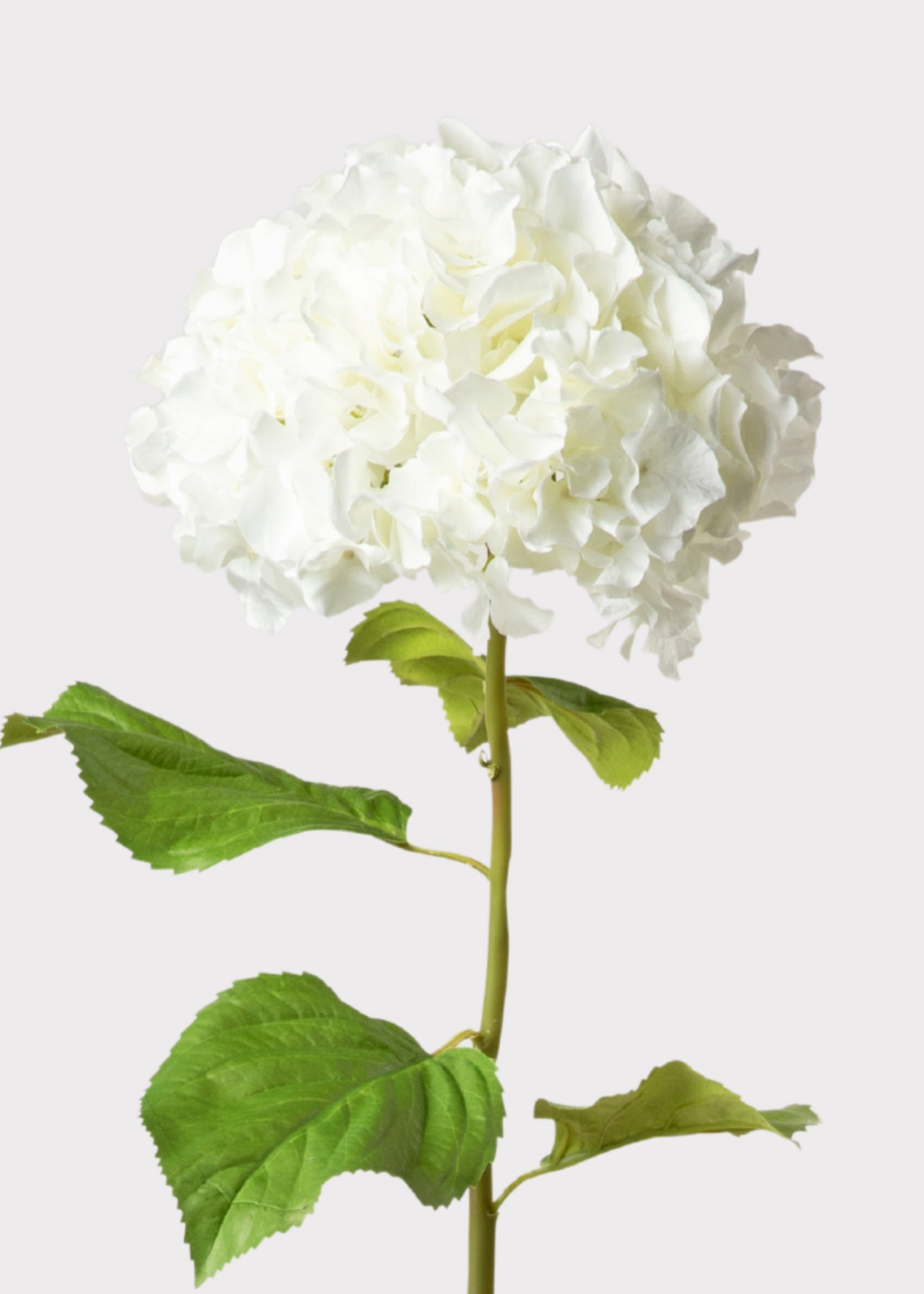 Tall Hydrangea Faux Flower in White - 45"