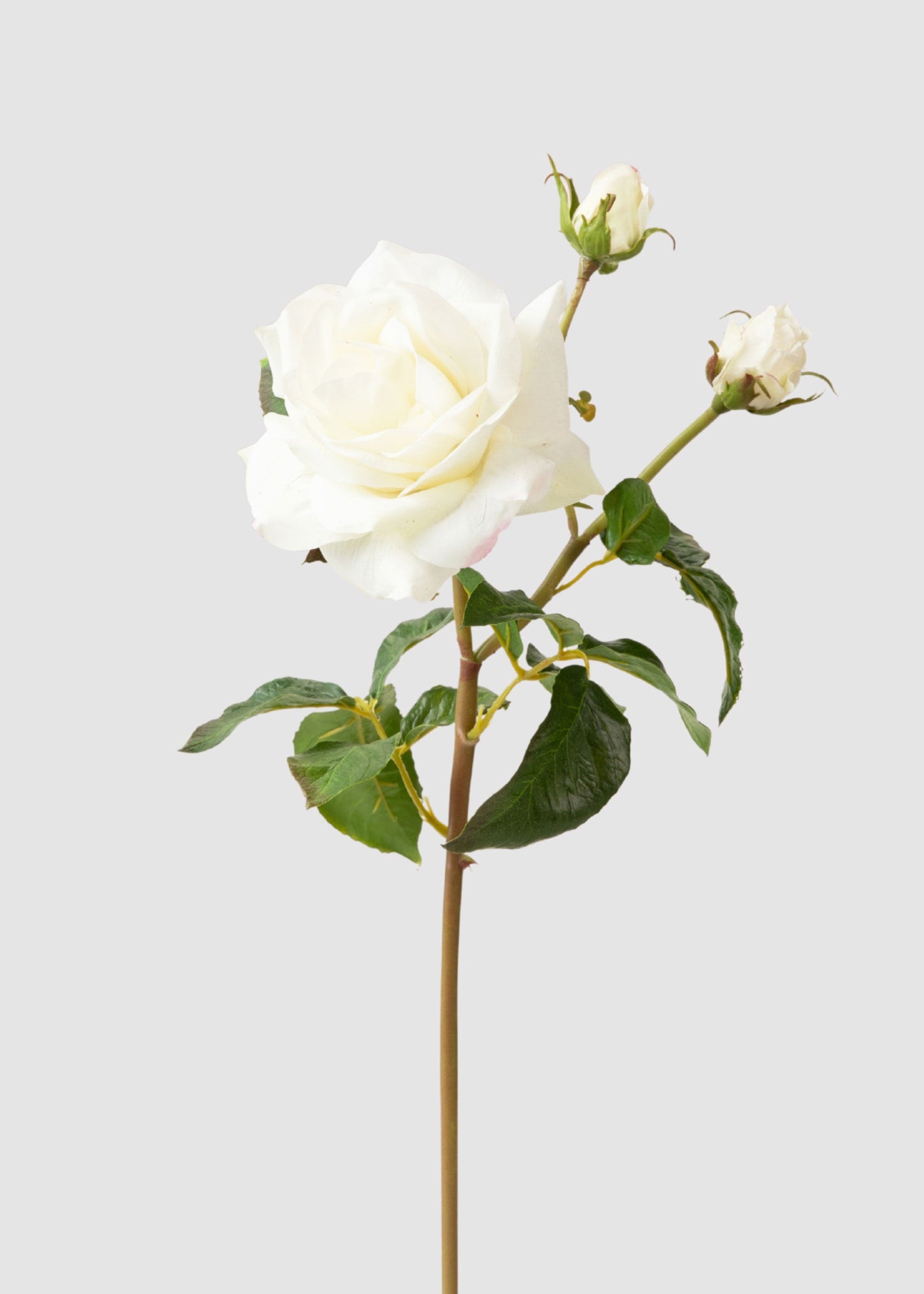 Cream White Real Touch Juliet English Rose - 22"