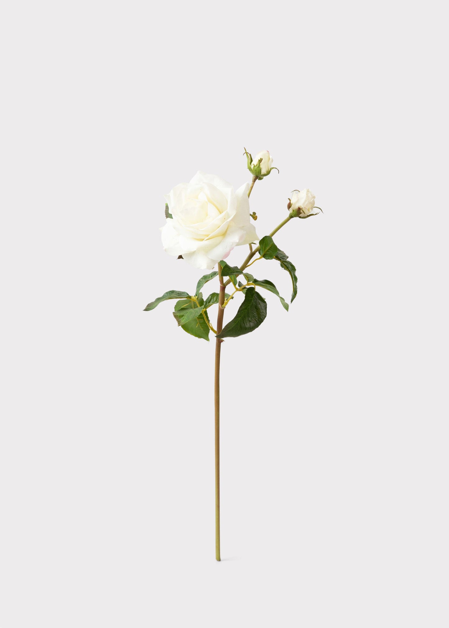 Cream White Real Touch Juliet English Rose - 22"