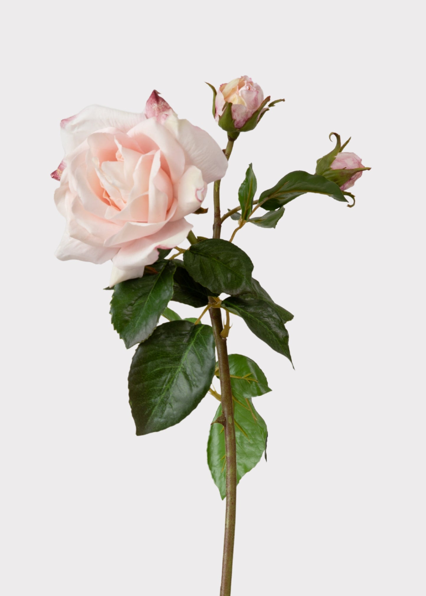 Soft Pink Real Touch Fake Juliet English Rose - 22"