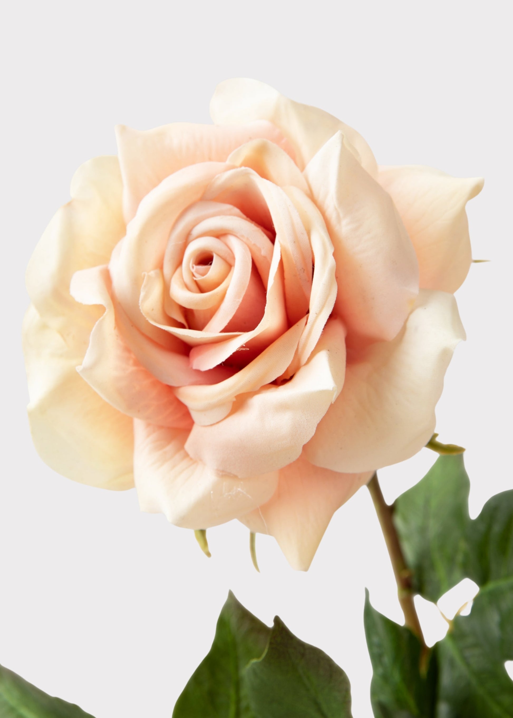 Real Touch Artificial Duchess Rose in Peach Dust- 20"