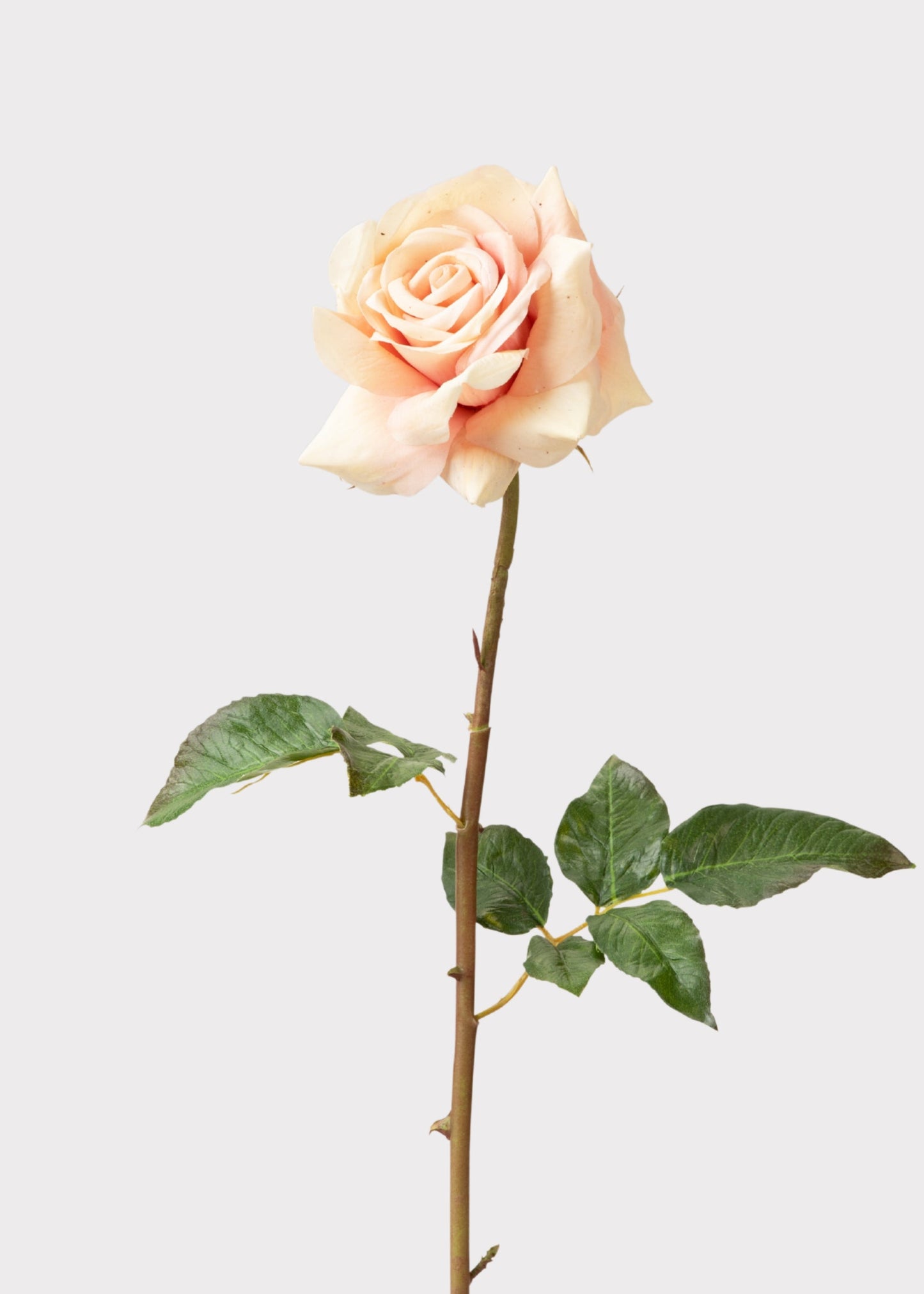 Real Touch Artificial Duchess Rose in Peach Dust- 20"