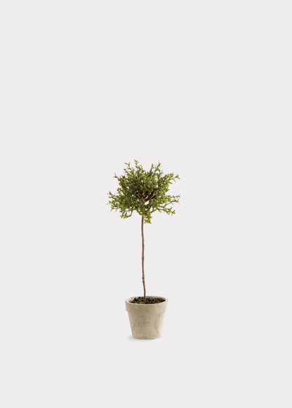 Artificial Thyme Herb Topiary Potted Plant - 13"