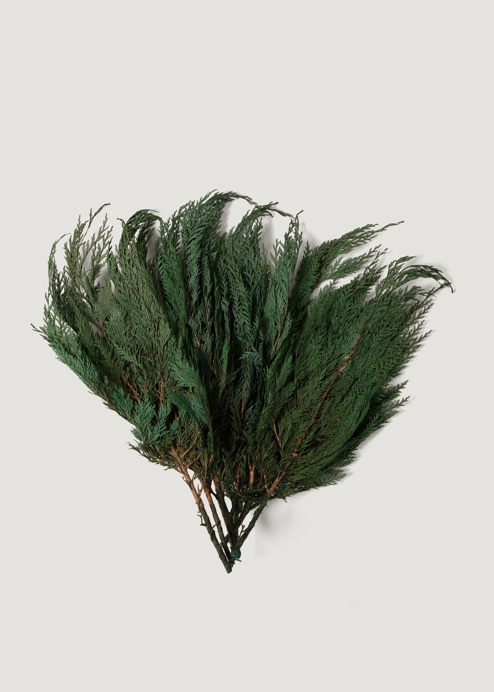 Preserved Winter Greens Cedar Branch Bundle - 18-24"