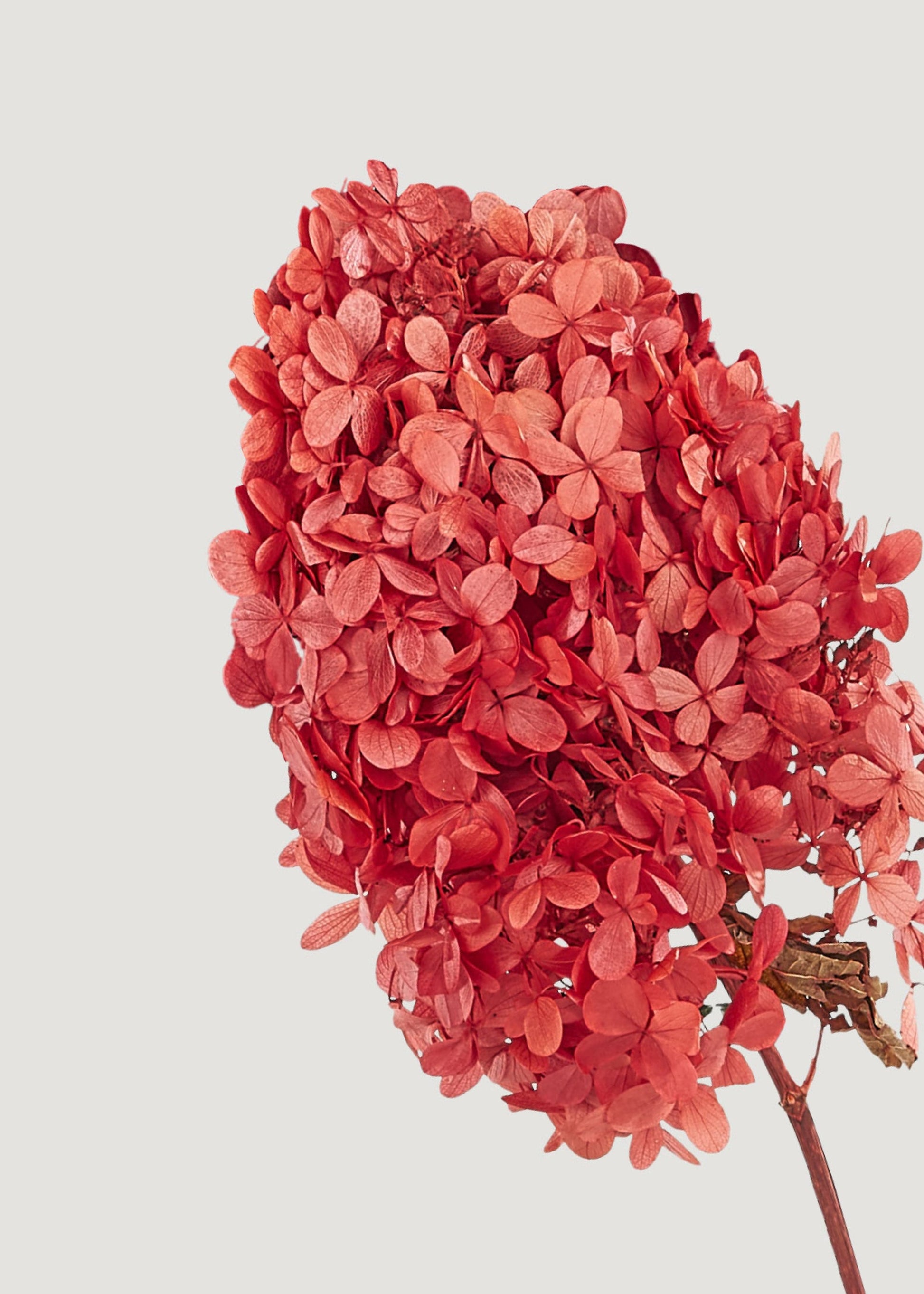 Bundle of 3 Terracotta Pink Preserved Hydrangea Stems