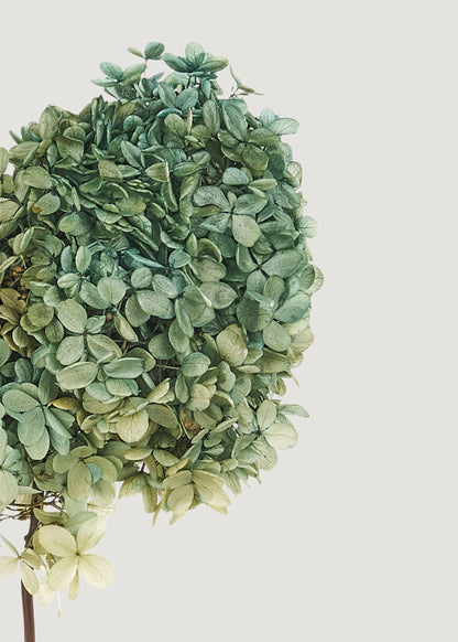 Preserved Flower Bundle of 3 Blue and Green Hydrangea Stems