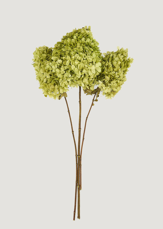 Basil Green Preserved Hydrangea Flower Stem Bundle of 3