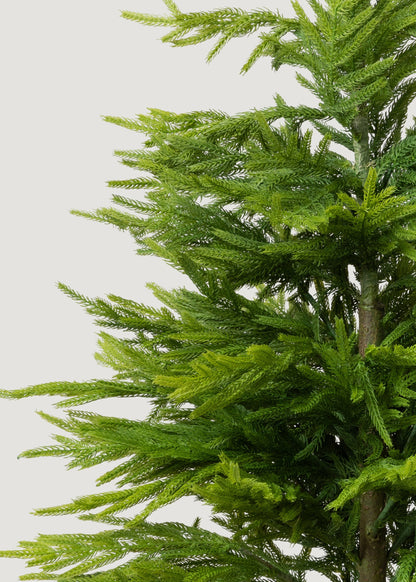 Afloral™ Fake Potted Norfolk Pine Tree - 48"