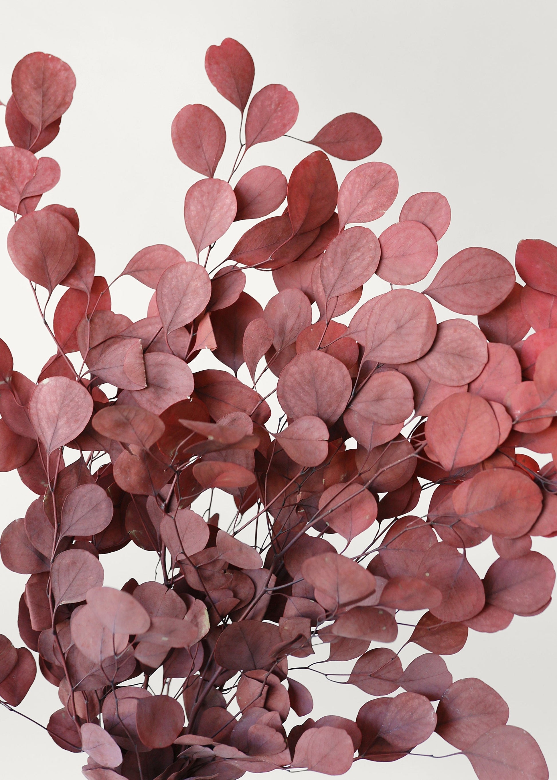 Red Preserved Populus Eucalyptus Bunch - 15"