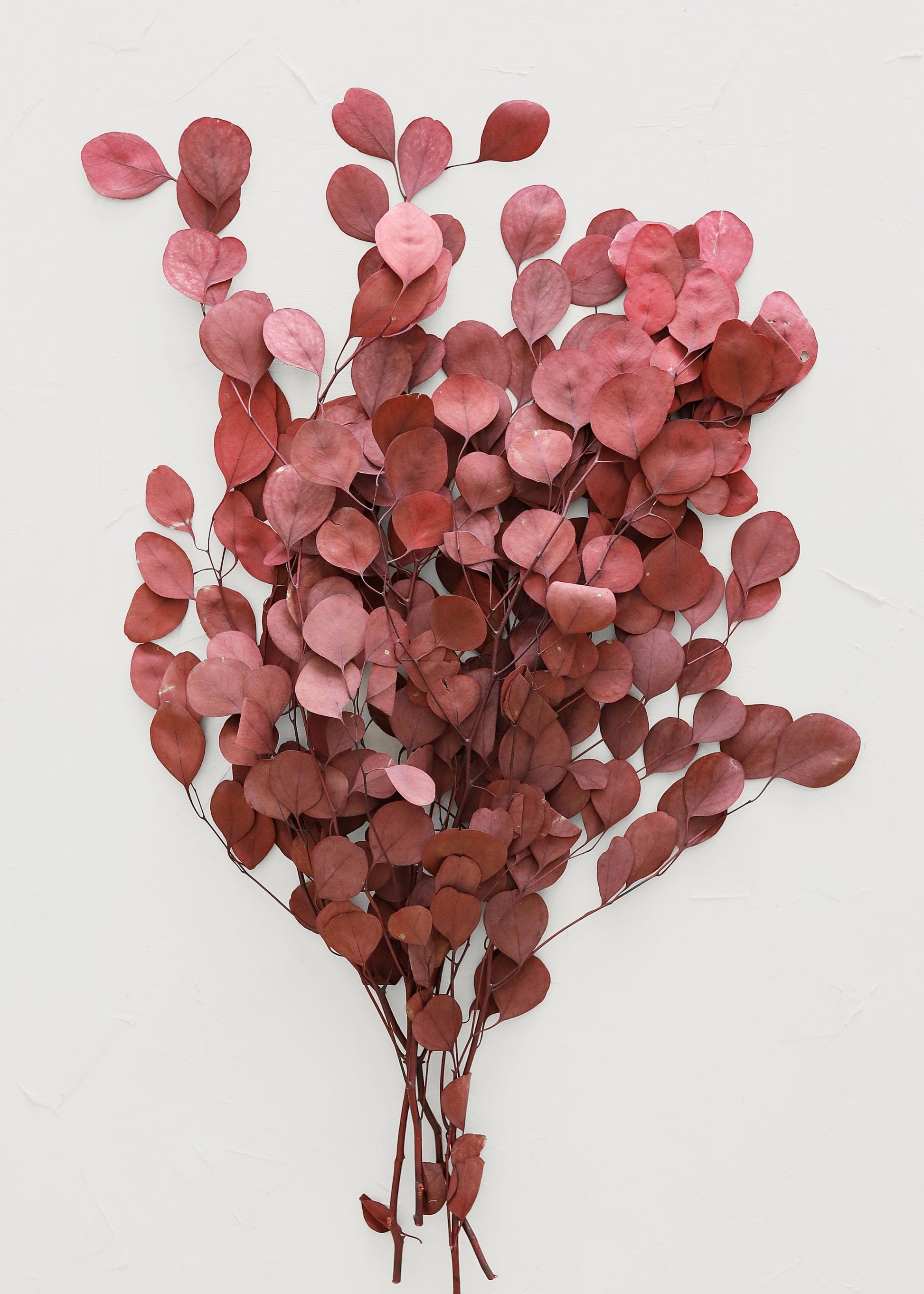 Red Preserved Populus Eucalyptus Bunch - 15"
