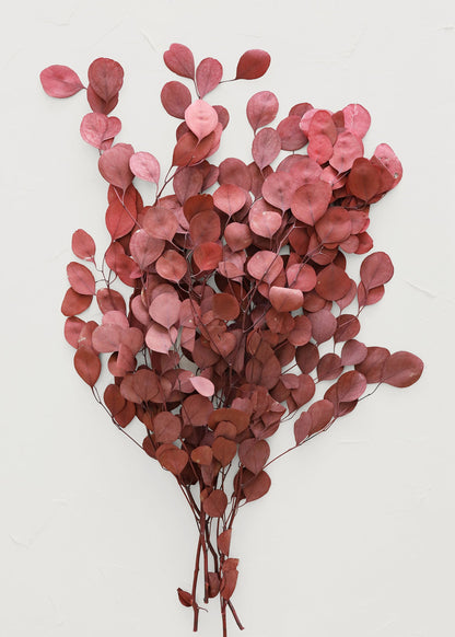 Red Preserved Populus Eucalyptus Bunch - 15"