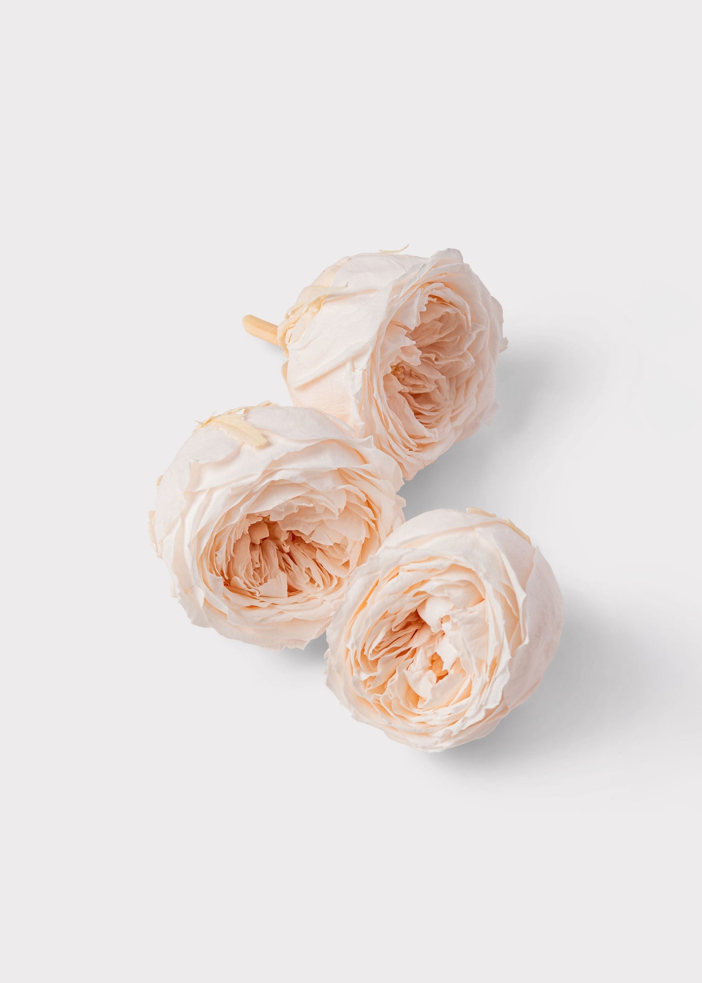Box of 8 Preserved English Rose Heads in Champagne - 1.5-2" Wide