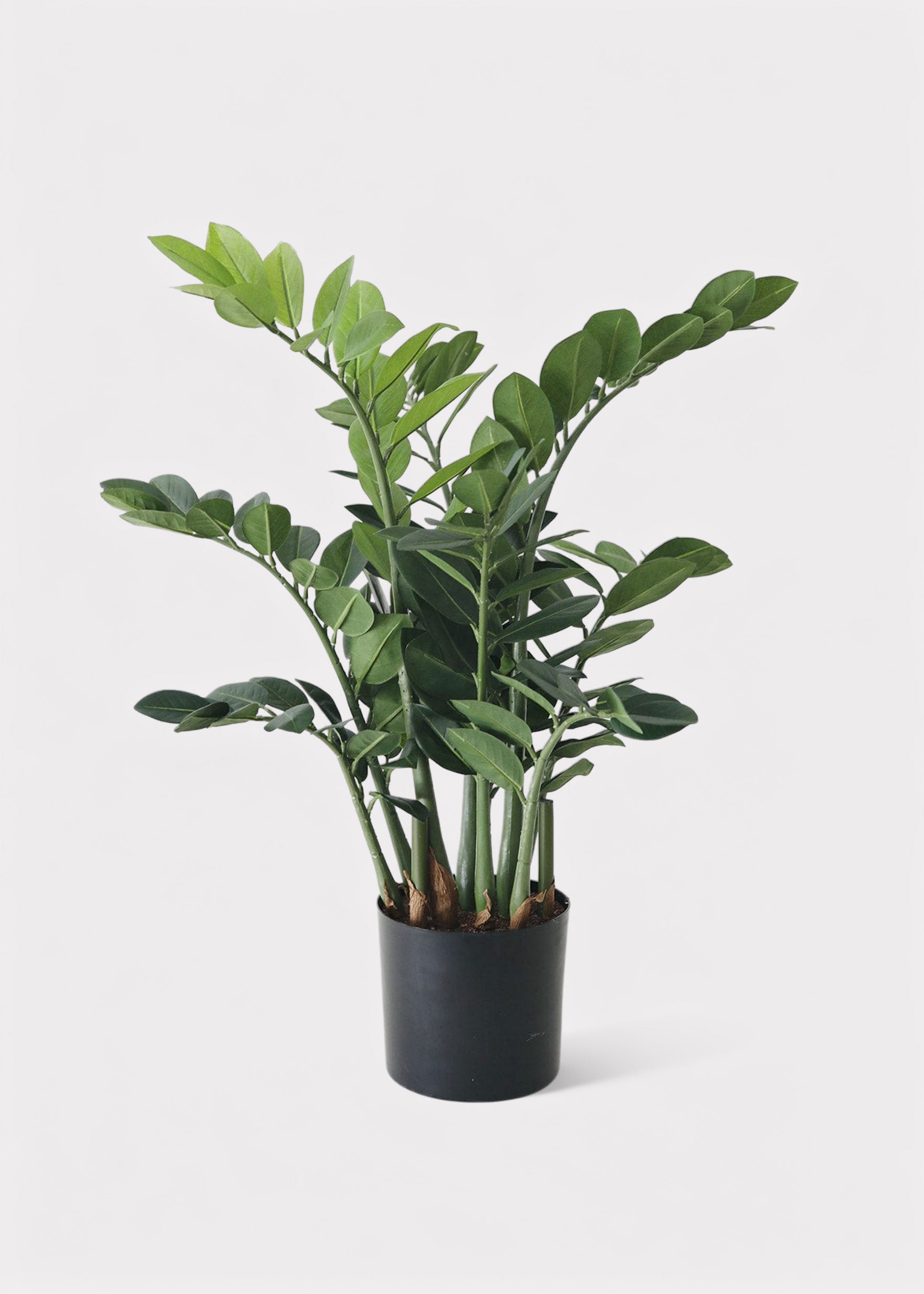 Artificial ZZ Tropical Plant in Pot - 30"