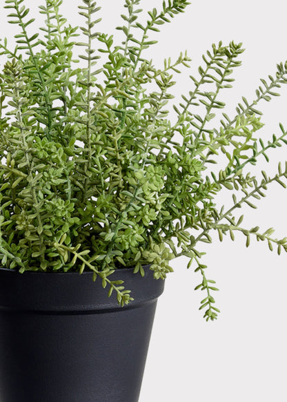 Fake Plants Potted Sedum Succulent in Plastic Pot - 15.5"