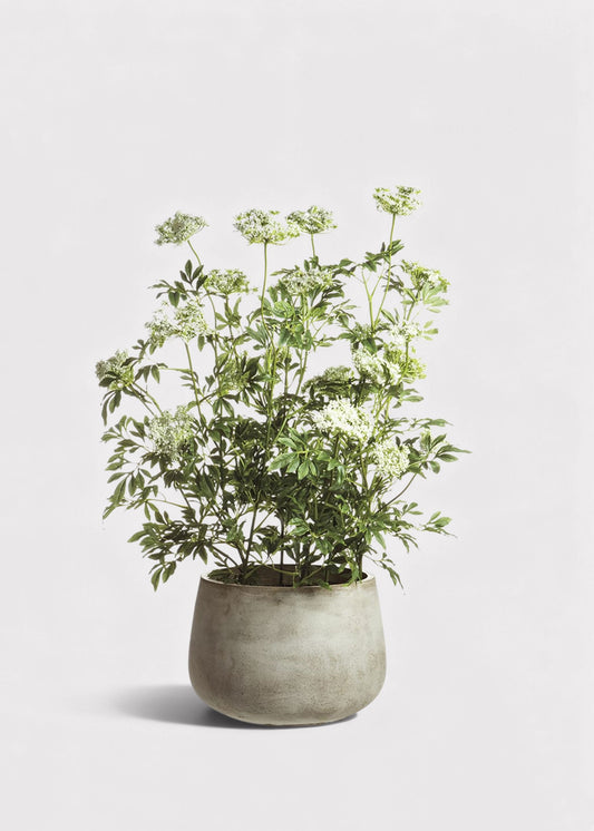 Faux Blooming Queen Anne's Lace Potted Arrangement - 46"