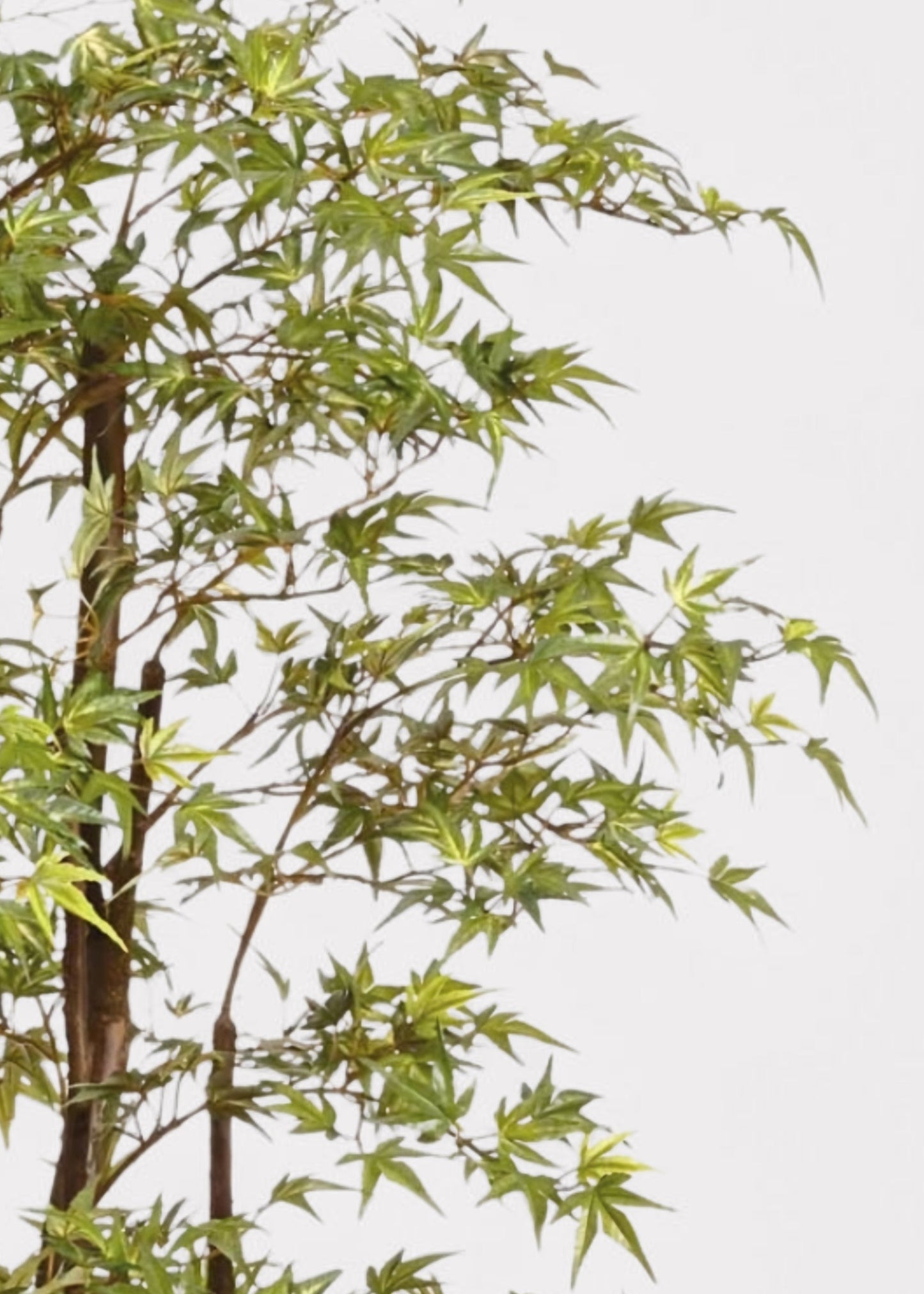Faux Potted Japanese Maple Tree in Cement Pot - 6.5'