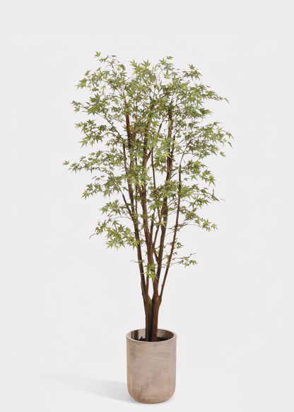 Faux Potted Japanese Maple Tree in Cement Pot - 6.5'