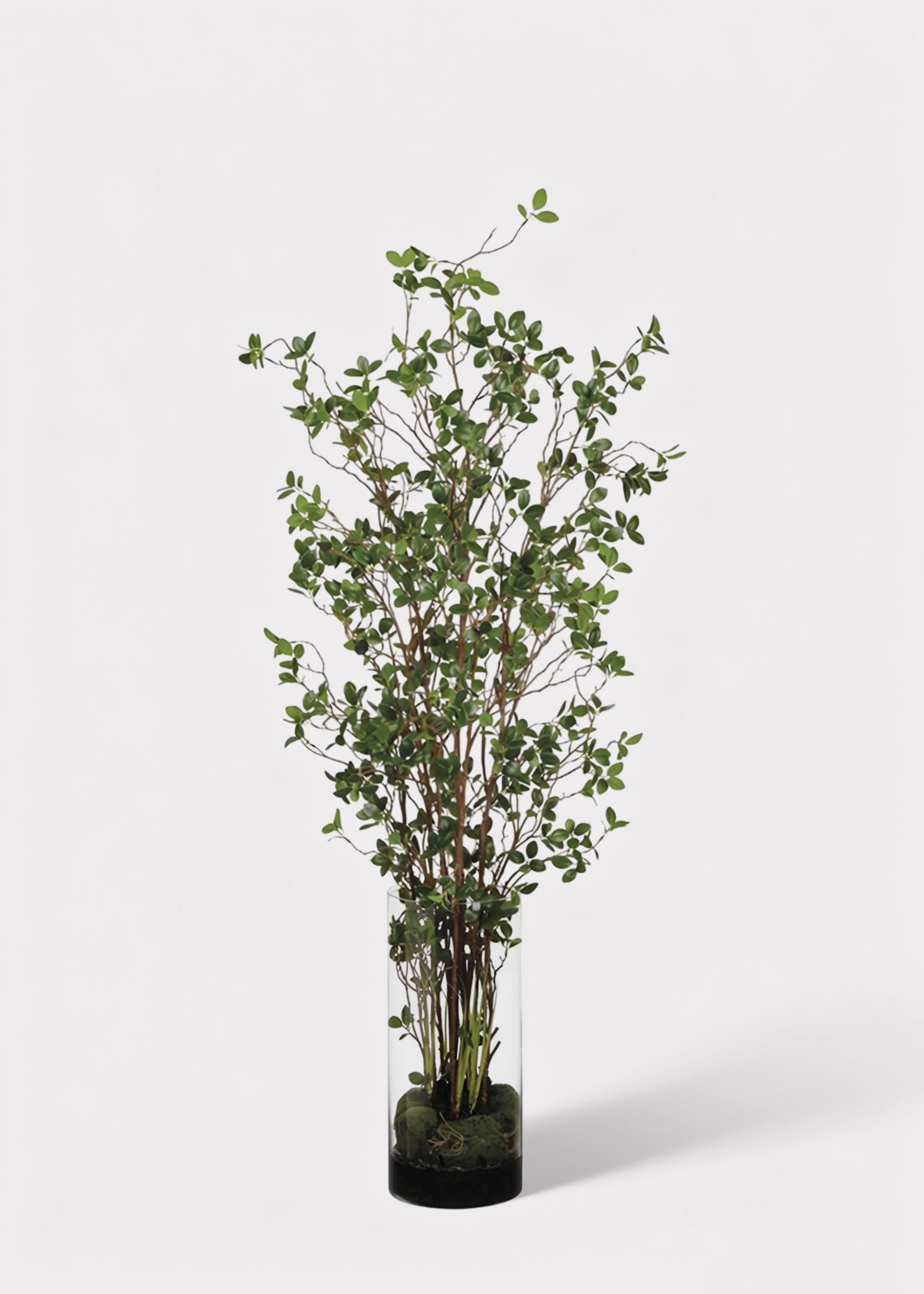 Artificial Tree Plant in Glass Cylinder Vase - 60"