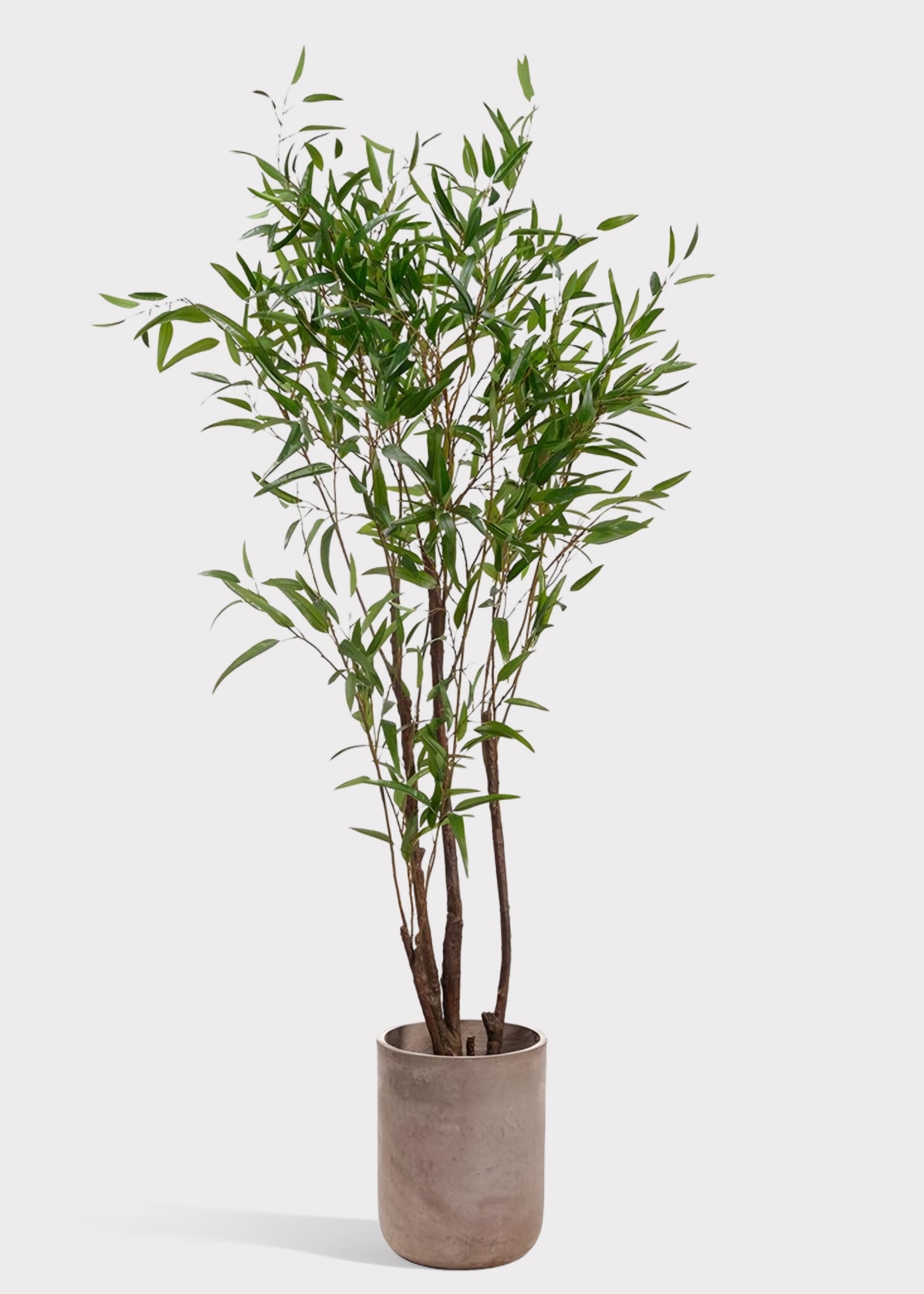 Deluxe Tall Fake Bamboo Tree Potted Plant in Cement Pot - 8'