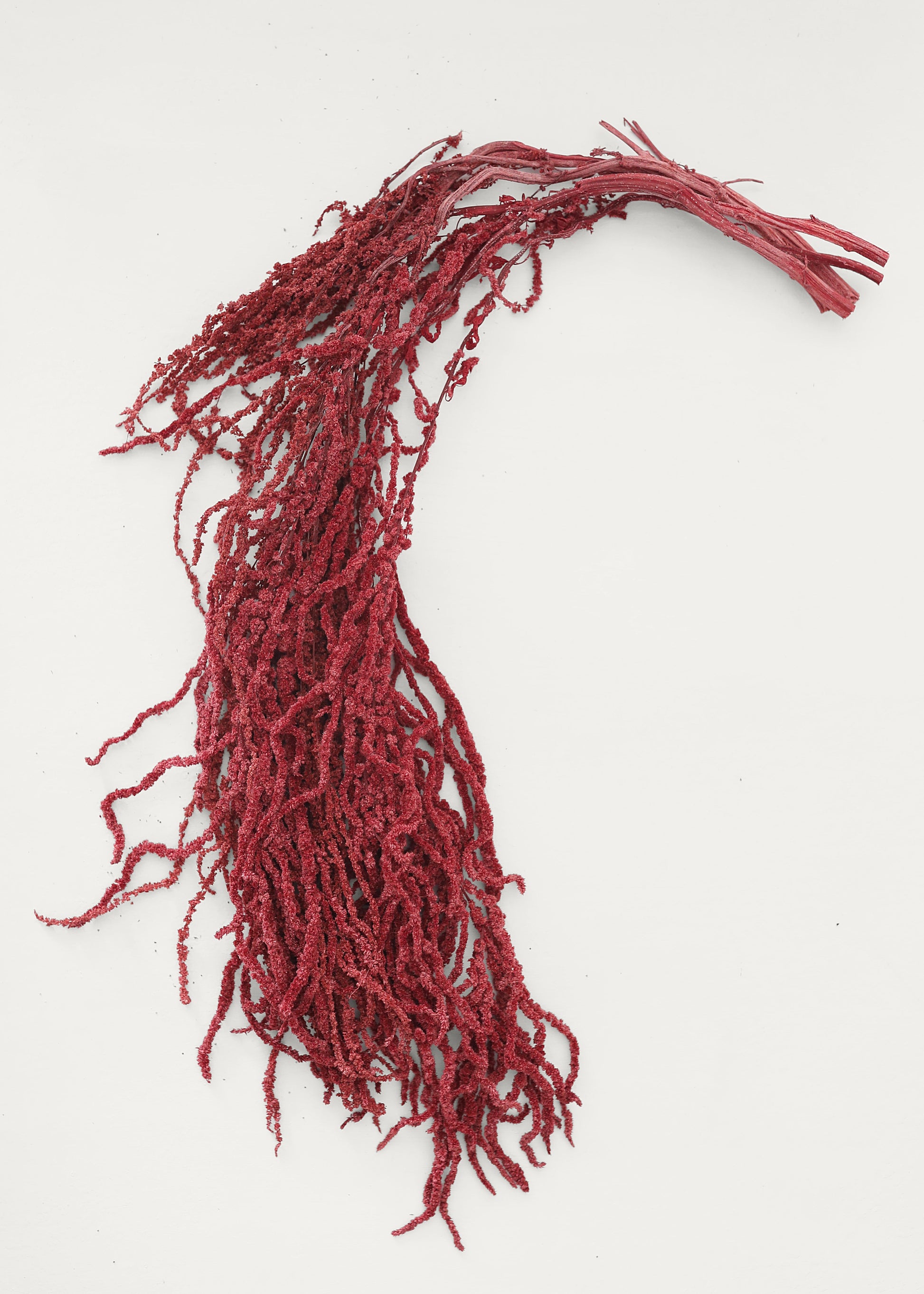 Burgundy Preserved Hanging Amaranthus - 32-40"