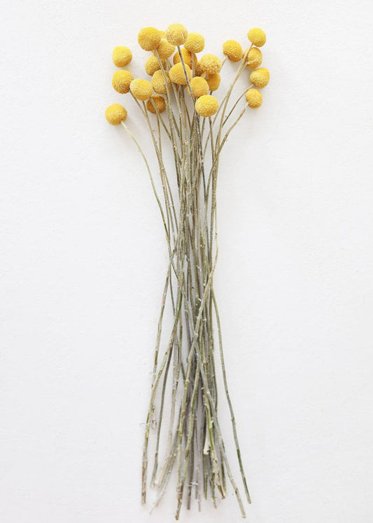 Bundle of 25 Dried Craspedia Billy Buttons - 18-26"