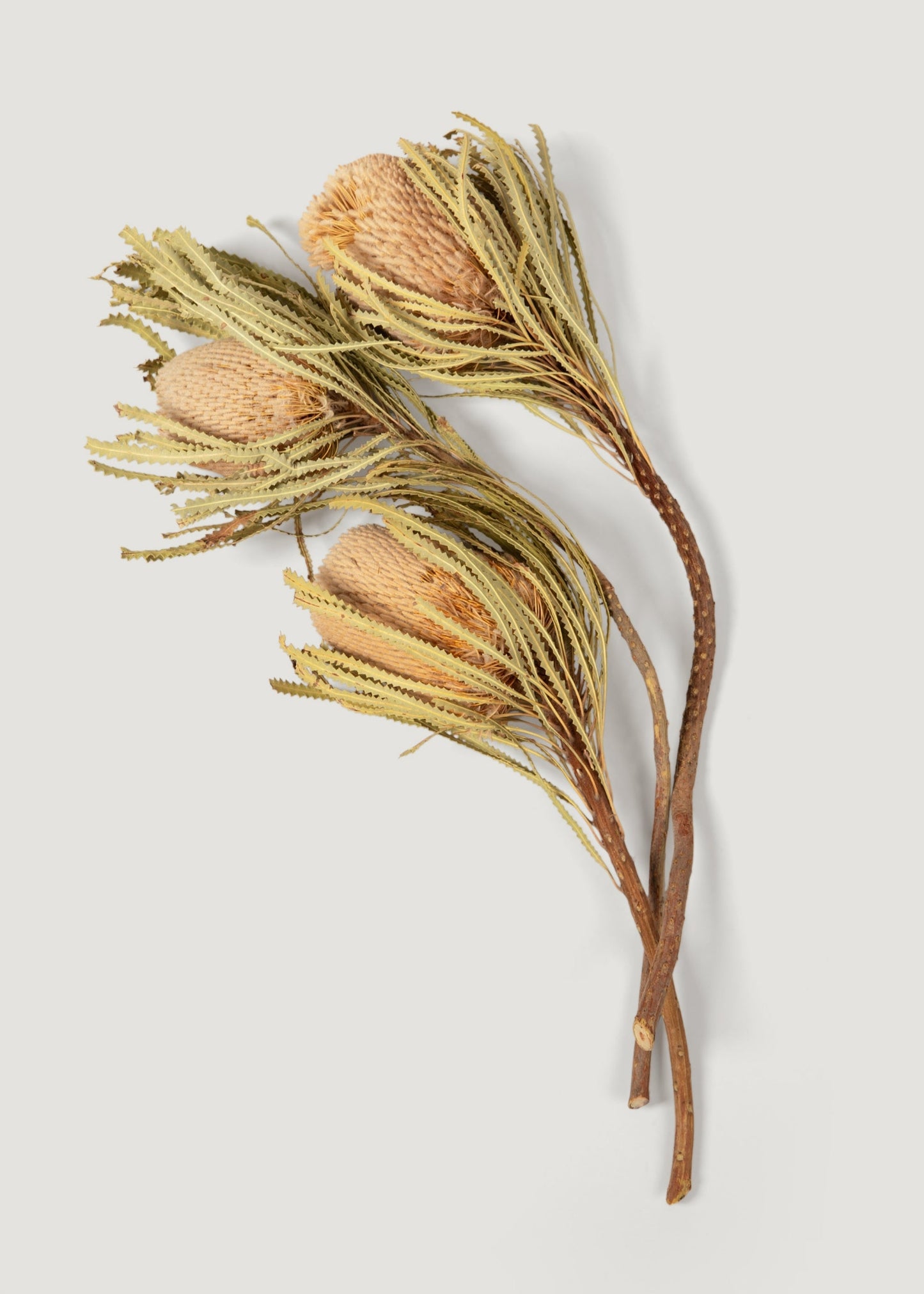 Natural Dried Banksia Hookeriana Flower Bundle of 3 - 12-18"